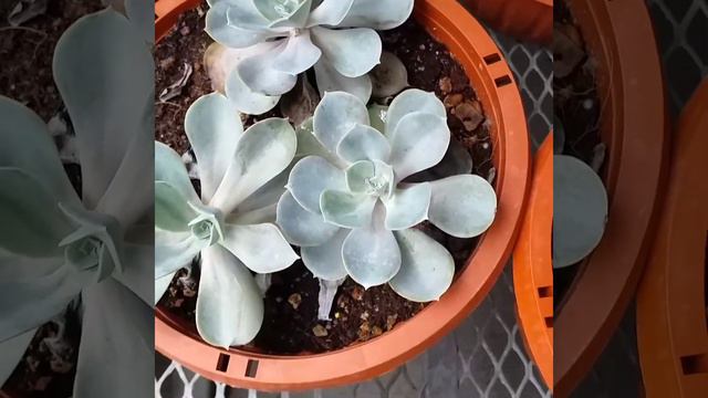 Paseo por el vivero смотреть онлайн