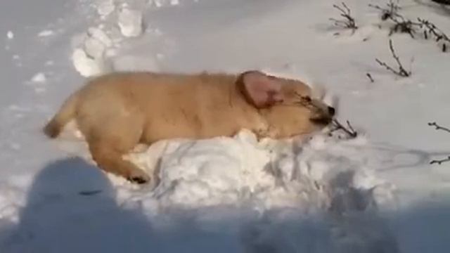 Golden Retriever Лари 2 месяца (4) смотреть онлайн