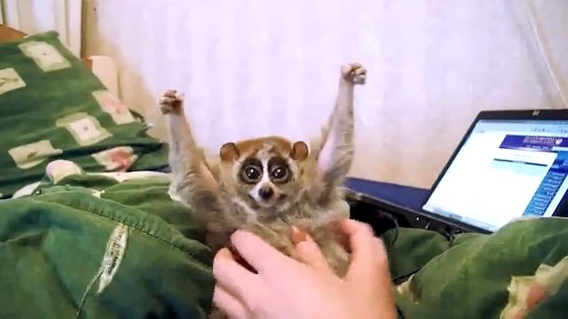 Лемуры самые умилительные животные в мире! смотреть онлайн