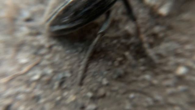 Жук "СЕМЕЧКА" (Корнеед шелковистый похож на семечку, видео жук-усач) смотреть онлайн