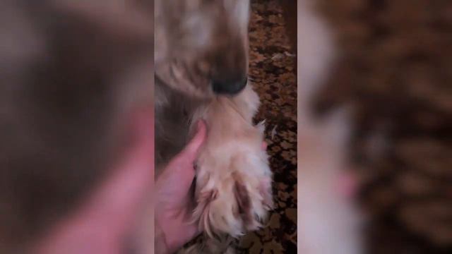 жизнь со спаниелем 2 смотреть онлайн