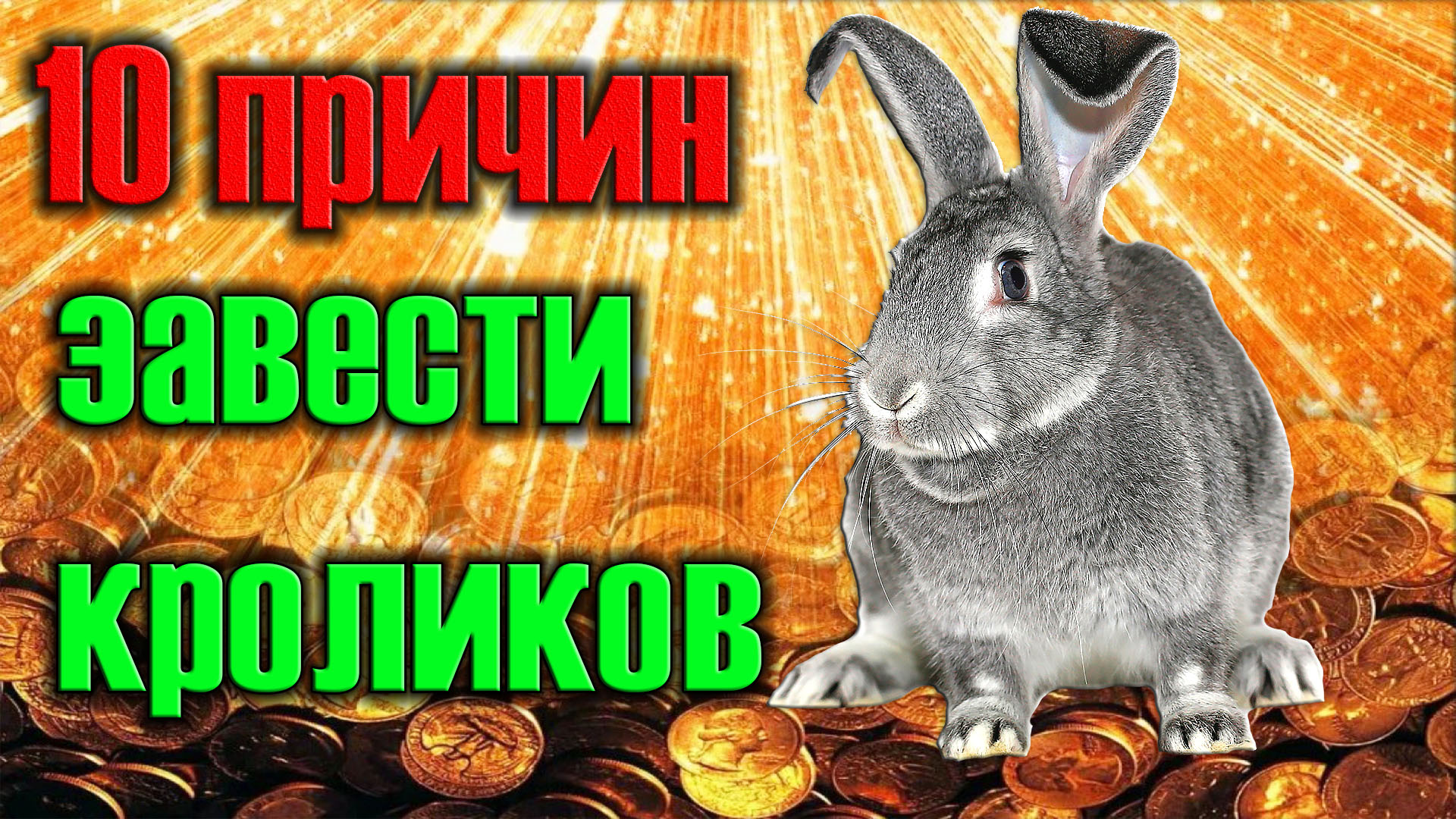 10 причин завести кроликов смотреть онлайн