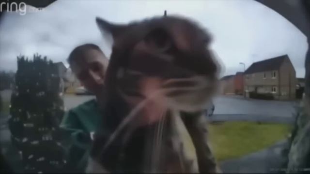 guy holds cat up to doorbell camera cat proceeds to say mggaow смотреть онлайн