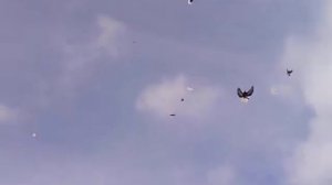 Николаевские голуби Воронежской области, Каменка.