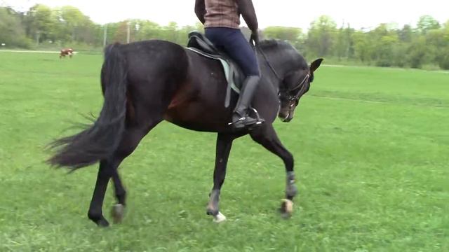 Браунинг Харьковский конный завод 2016 2 смотреть онлайн