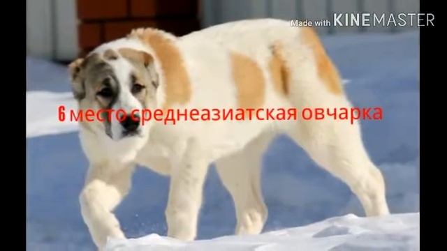 Топ 10 самых сильных собак в мире смотреть онлайн