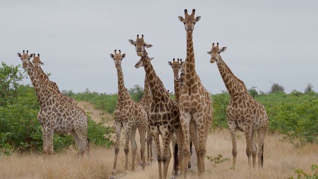 A large number of Giraffes seen together in Kruger National Park, called a Tower or Journey? смотреть онлайн