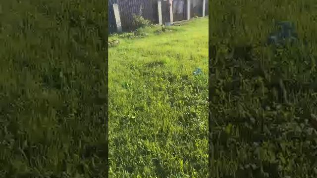 Служба 112.. для ежей#ежик#канекорсо#canecorso