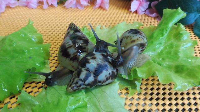 #ПРОДАЮУЛИТОКАХАТИН РЕТИКУЛЯТА 3,5 МЕС - 12,5 СМ РАКОВИНА#КУПЛЮАХАТИНПРОДАЮУЛИТОК#МАРИМИСТИКПИТОМНИ смотреть онлайн