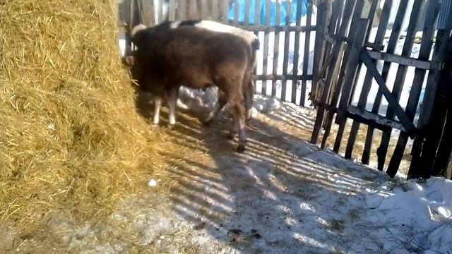 Чем я лечила телят от кашля и соплей смотреть онлайн