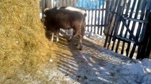 Чем я лечила телят от кашля и соплей