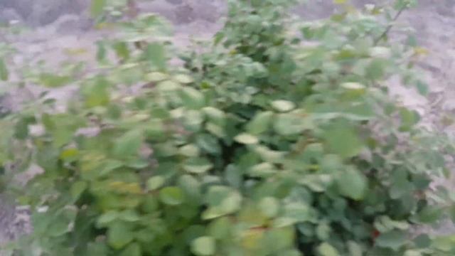 Малина без полива ❌❌❌состояние, розы и реанимированная клубника смотреть онлайн