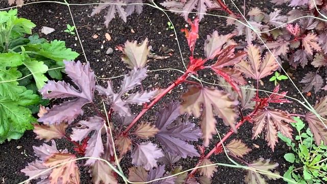 Welcome to The Cutting Garden смотреть онлайн