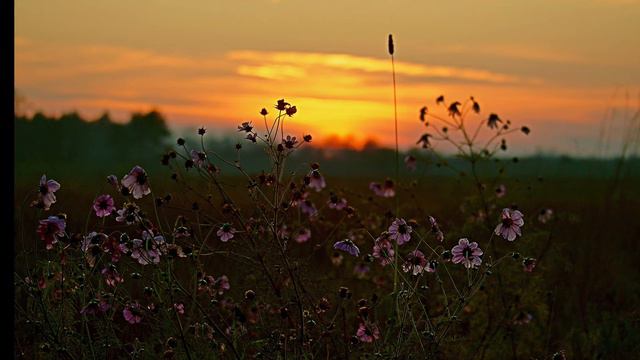 Morning Lullabies ~ Ingrid Michaelson смотреть онлайн