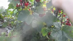 ПЕРВЫЙ УРОЖАЙ ЕЖЕМАЛИНЫ!