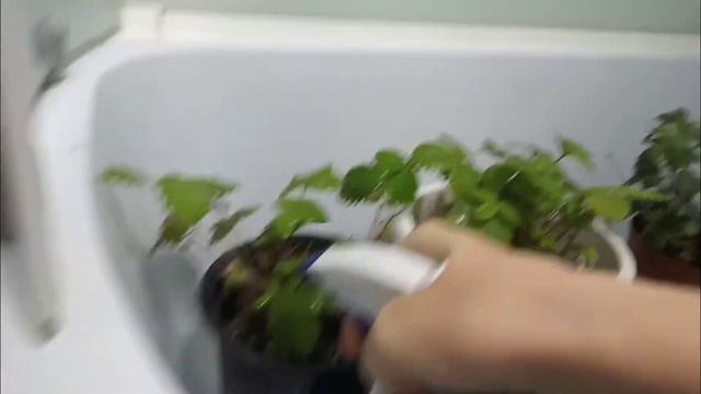 Паутинный клещ напал. Пытаюсь бороться. смотреть онлайн