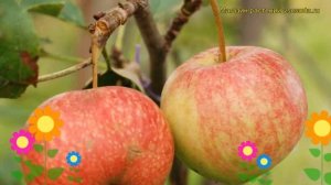 Яблоня Орловский пионер. Краткий обзор, описание характеристик malus domestica Orlovskiy Pioner