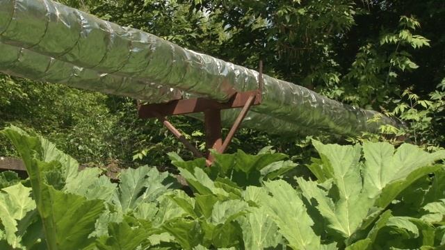 Ядовитый борщевик захватывает всю Казань