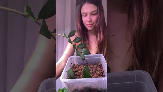 Как размножить долларовое дерево? смотреть онлайн