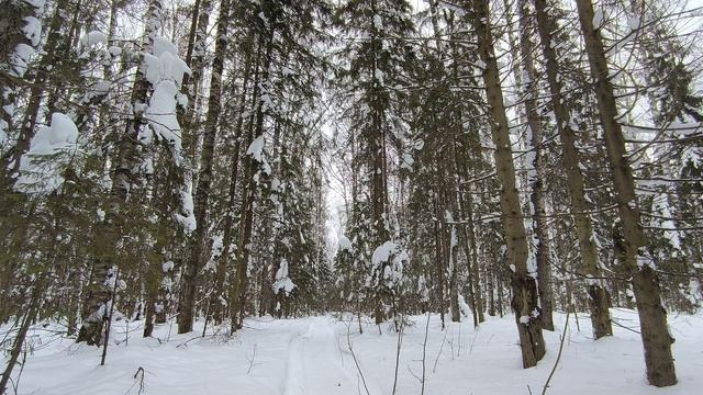 Заснеженный лес. ч.13. Февраль 2024 смотреть онлайн