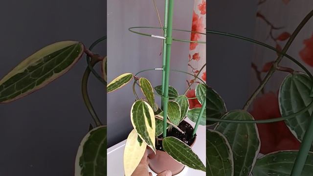 Hoya Macrophylla Albomarginata. Хойя Макрофила Альбомпргината.