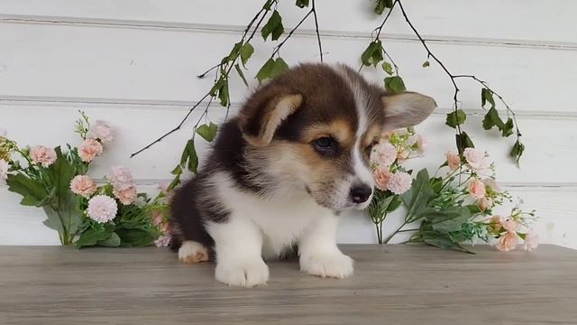 Мальчик Щенки Вельш Корги Пемброк РКФ смотреть онлайн