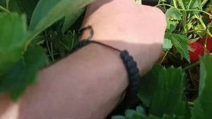 Сорт клубники Машенька, обзор сорта