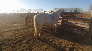 кобылу очень хочет осёл