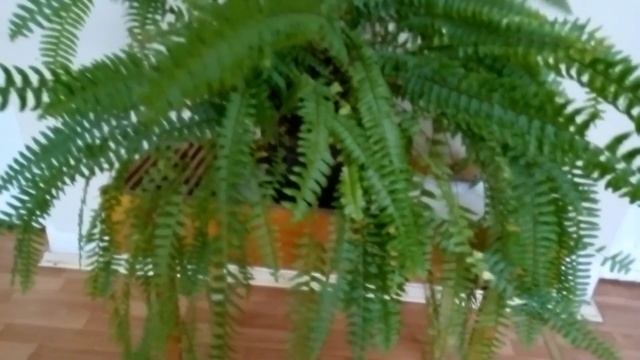 Нефролепис вред и польза. Можно ли держать в доме папоротник? смотреть онлайн