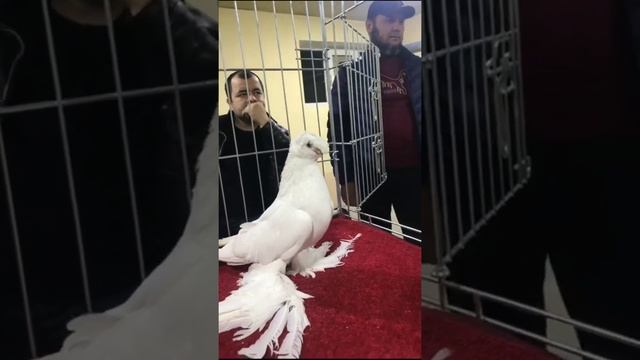 ЭЛИТНАЯ КОЛЛЕКЦИЯ УЗБЕКИСТАНА. Двухчубые голуби. Tauben. Pigeons смотреть онлайн