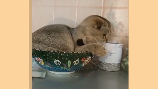 Кошка АСТИ: "Я - ПОДАРОК, Я - ЦВЕТОЧЕК !" смотреть онлайн