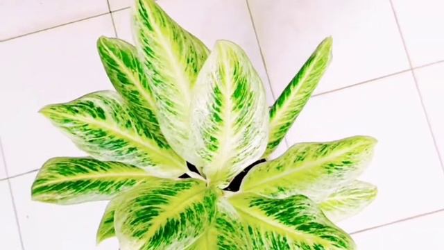 #AGLAONEMA NEW SUNDROP SANG PRIMA DONA SPECIAL 2 TELOR #aglaonemaindonesia #tanamanhias