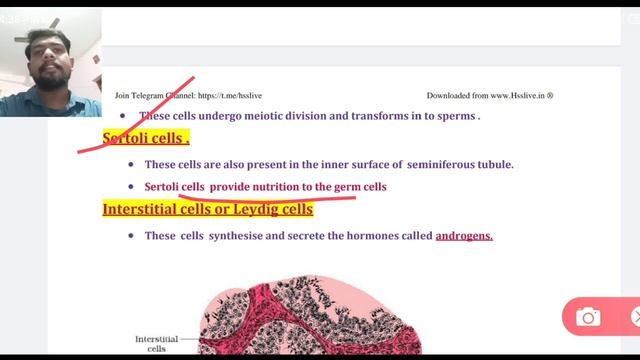 Male reproductive system / +2 zoology/ Focus area смотреть онлайн