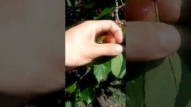 Что плохого в дождях? Почем черешня? смотреть онлайн