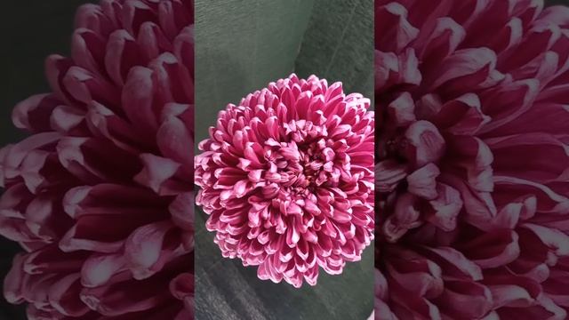 Крупноцветковая хризантема смотреть онлайн