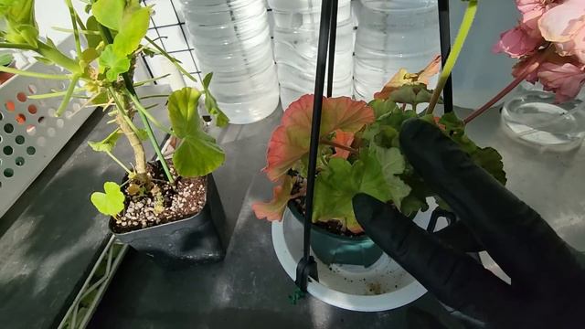 #pelargonium #제라늄 무름병과 곰팡이에 강한 제라늄요?