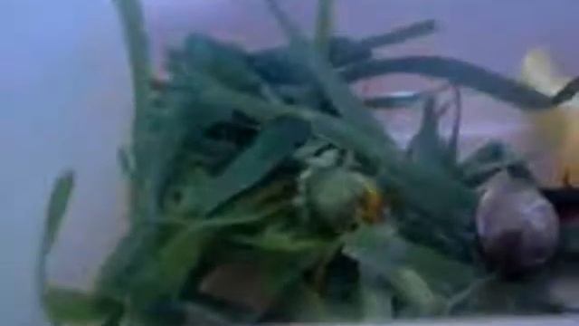 МОЙ НОВЫЙ ПЕТОМЕЦ || УЛИТКА ХЕЛИКС смотреть онлайн