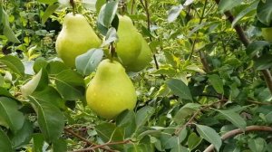 Груша Память Жегалова