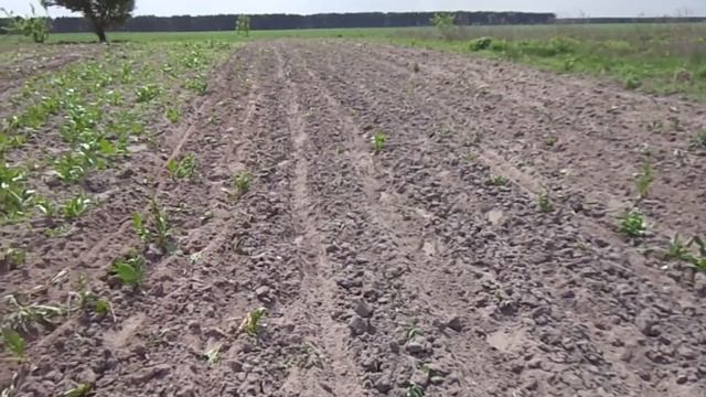 Як садити гарбузи мотоблоком,робота підгортачів он-2,розпушувач рн-1 смотреть онлайн