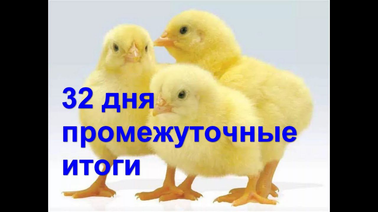 Бройлерам месяц, контрольное взвешивание, промежуточные итоги