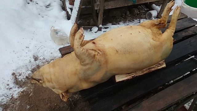 Убой вьетнамского поросёнка. смотреть онлайн