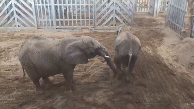 У слона странный вкус The elephant strange taste смотреть онлайн