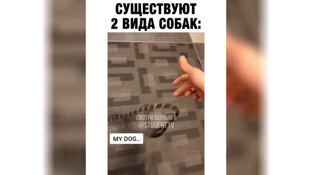 Существуют два типа собак смотреть онлайн