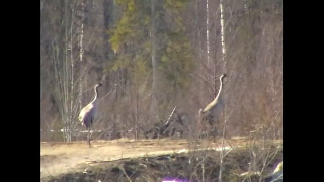 журавли весной смотреть онлайн