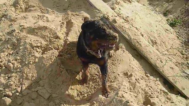 Ротвейлер Дюк на даче :)) смотреть онлайн