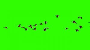 Японские журавли в полёте на хромакее