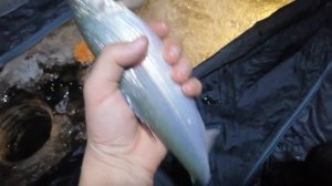 РЫБАЛКА НА ПЕЛЯДЬ