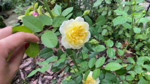 Английская Роза зе пилигрим Дэвид Остин