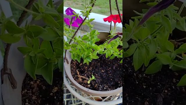 Petunia Seedlings Update 2 смотреть онлайн