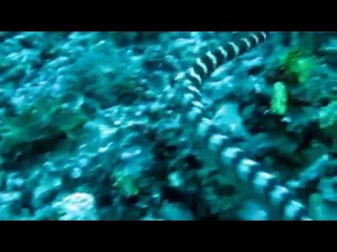 Sea serpent смотреть онлайн